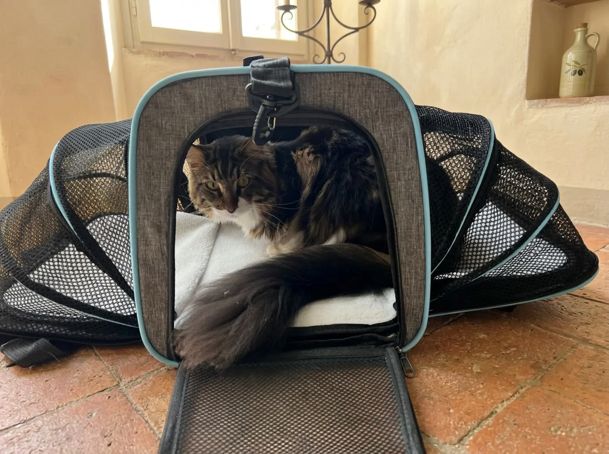 Borsa da viaggio espandibile aperta in casa con il gatto e il cuscino imbottito
